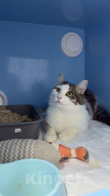 Кошки в Москве: Котик Фелечка из Ташкента ищет свой дом Мальчик, 1 000 руб. - фото 4