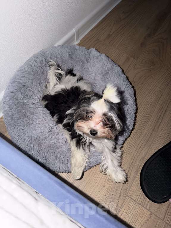 Собаки в Москве: Мальтипу мини Девочка, 55 000 руб. - фото 2