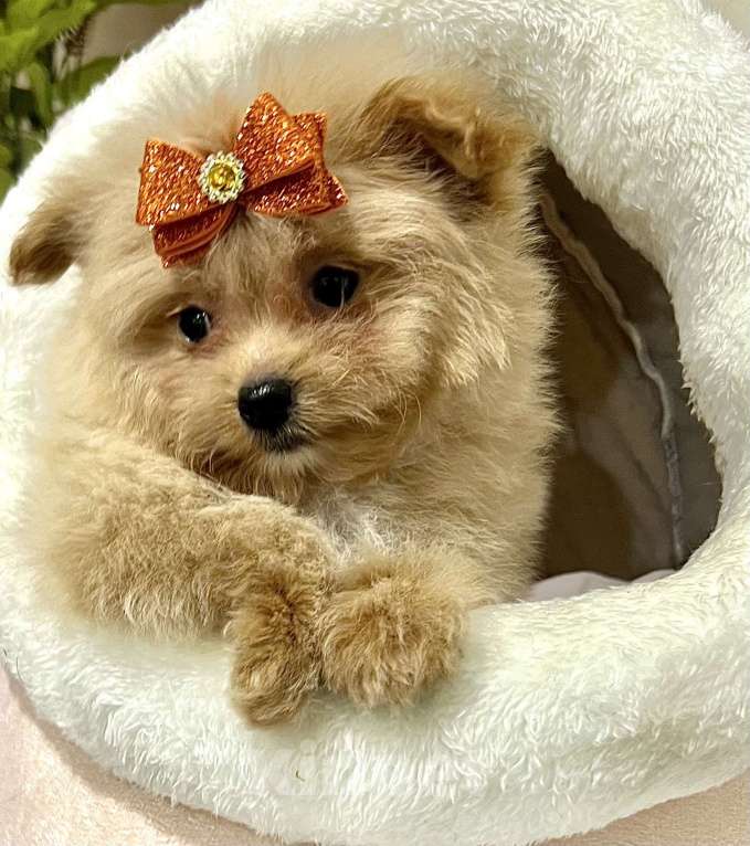 Собаки в Москве: Помапу мальчишка Мальчик, 45 000 руб. - фото 5