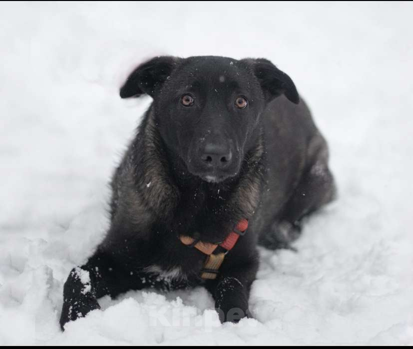Собаки в Москве: Черри Девочка, Бесплатно - фото 1