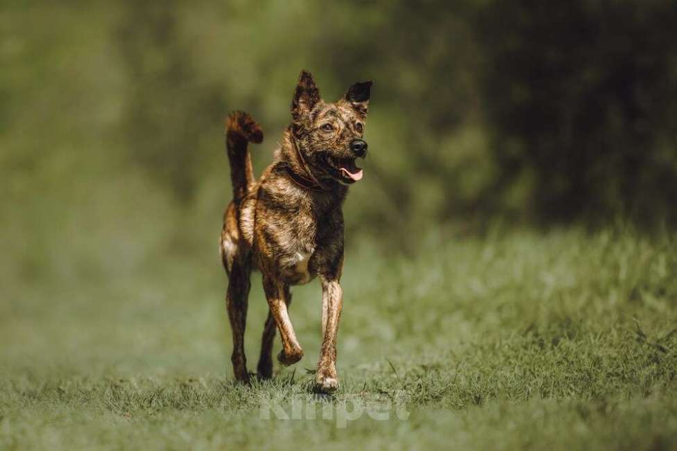 Собаки в Москве: Крошечный Венечка в добрые руки Мальчик, 1 руб. - фото 10