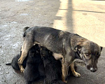 Собаки в других городах Краснодарского края: Щенок в добрые руки  Мальчик, Бесплатно - фото 2