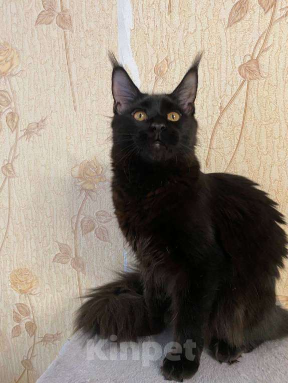 Кошки в Челябинске: Кошечка Девочка, 20 000 руб. - фото 2