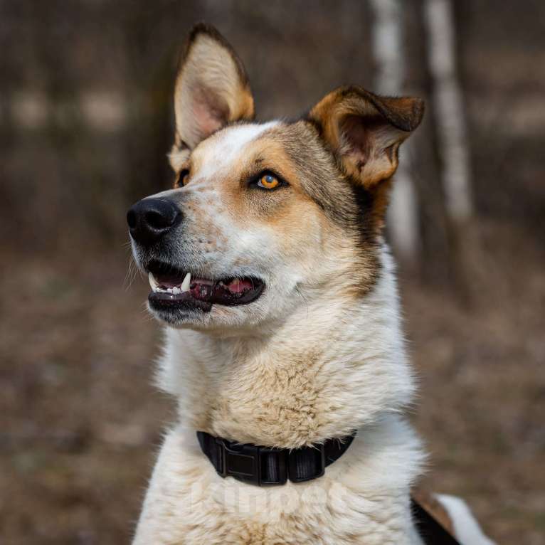 Собаки в Москве: Дэнни Мальчик, Бесплатно - фото 5