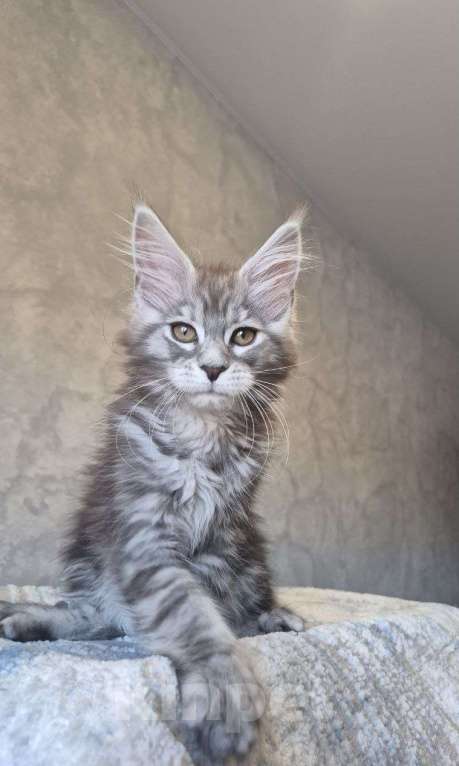 Кошки в Москве: Мейн-кун девочка Девочка, 50 000 руб. - фото 1