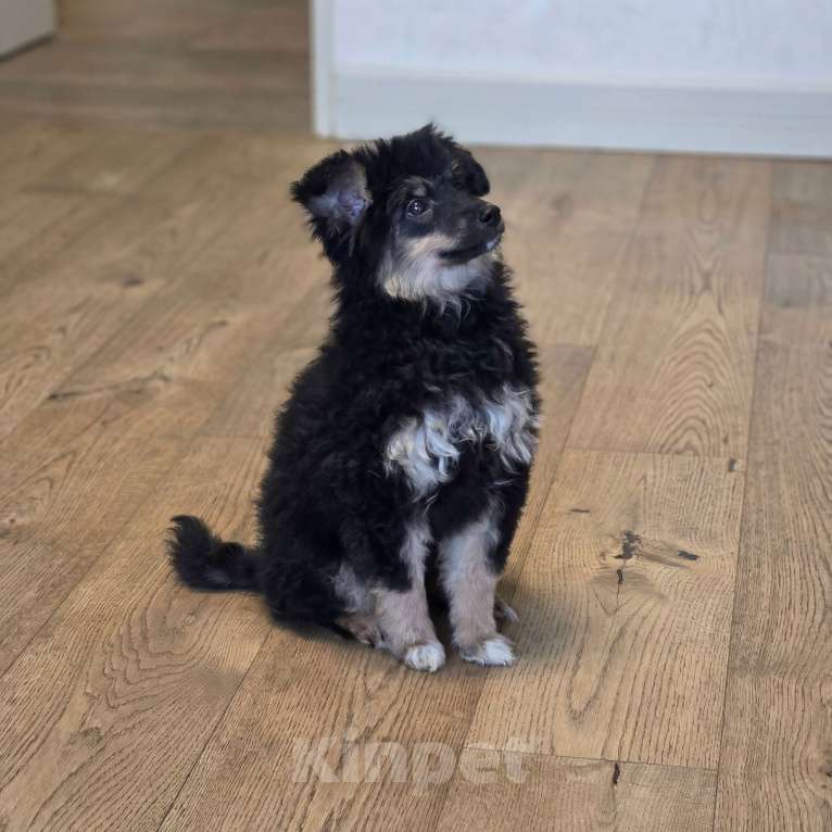 Собаки в Москве: овечка Долли Девочка, Бесплатно - фото 3