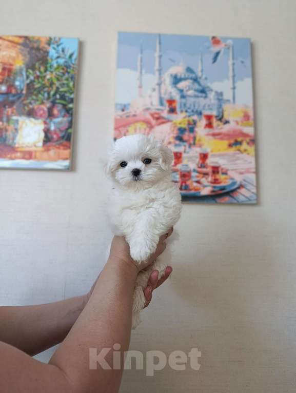 Собаки в Казани: Шенки от хороших производителей Разнополые, 50 000 руб. - фото 5