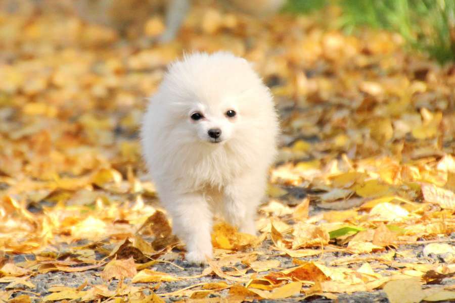 Собаки в Москве: щенок померанского шпица белого окраса Мальчик, 45 000 руб. - фото 3