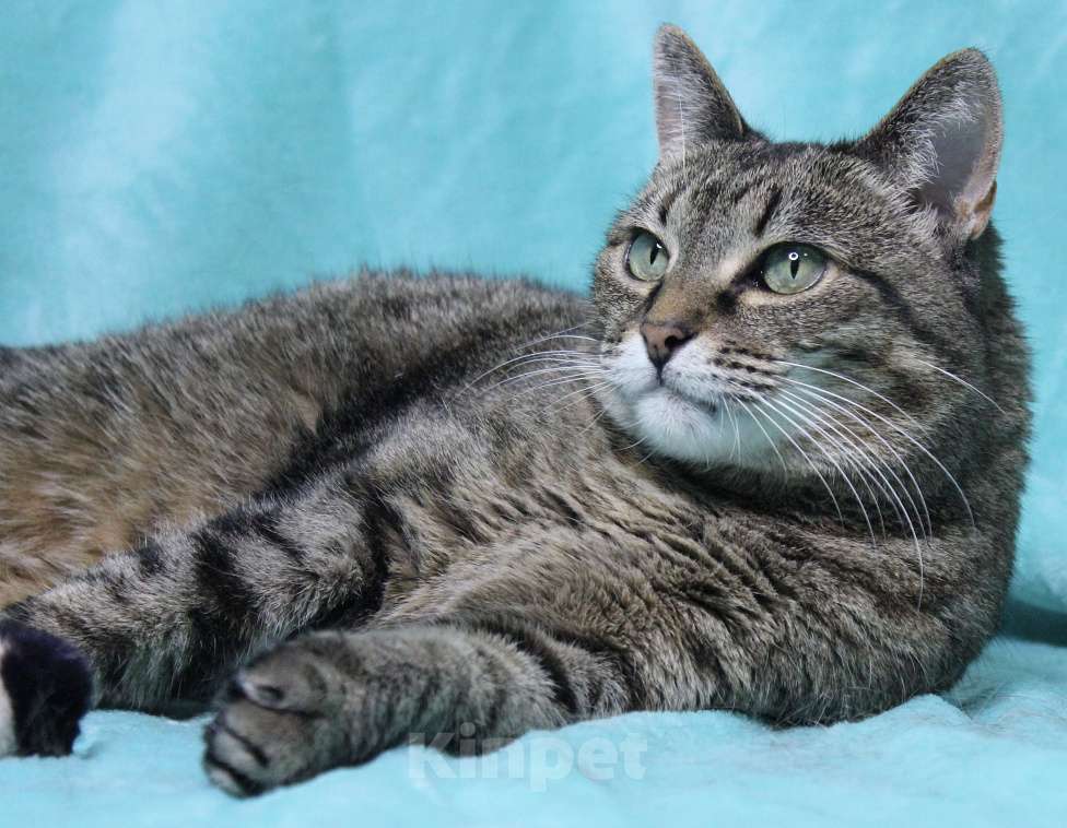 Кошки в Москве: 4 из 6: кошка в добрые руки  Девочка, Бесплатно - фото 2