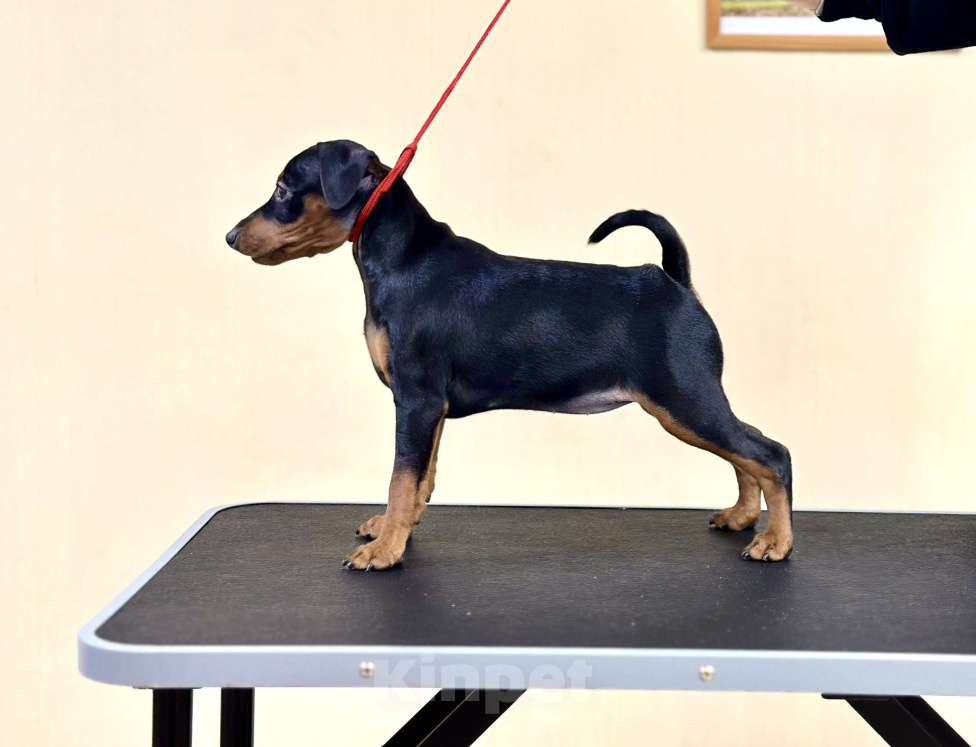 Собаки в Ставрополе: Щенок Цвергпинчер  Девочка, 35 000 руб. - фото 3