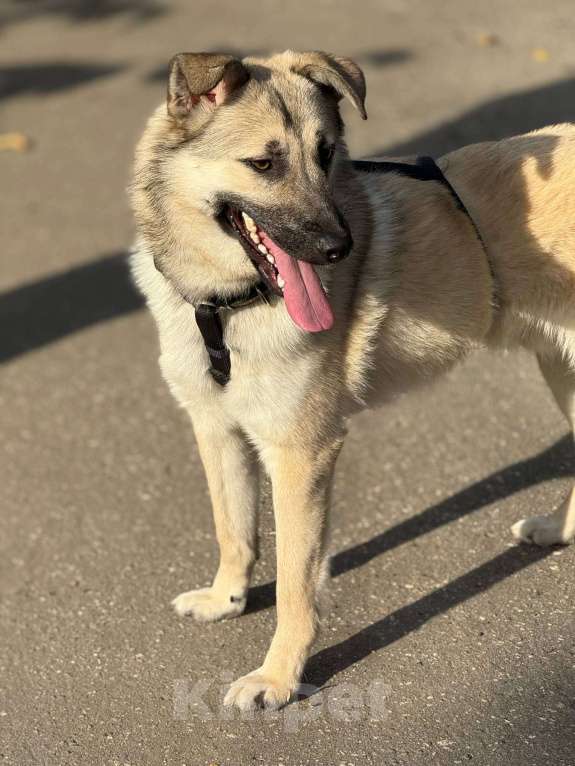 Собаки в Москве: Щенок Норд Мальчик, Бесплатно - фото 7