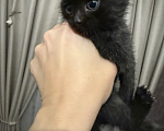 Кошки в Котельнике: Котик ищет дом Мальчик, Бесплатно - фото 1