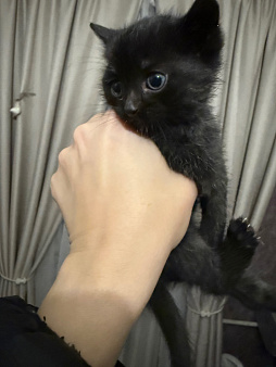 Котик ищет дом