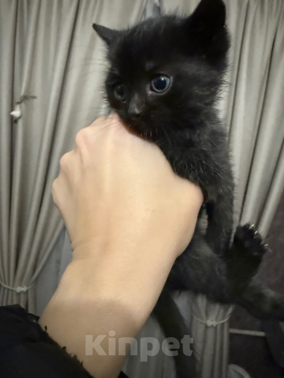 Кошки в Котельнике: Котик ищет дом Мальчик, Бесплатно - фото 1