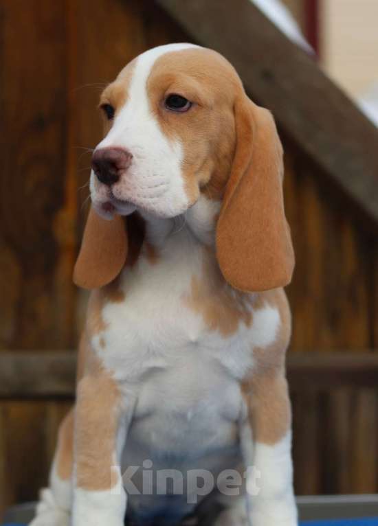 Собаки в других городах Московской области: Сука бигль Девочка, 60 000 руб. - фото 3