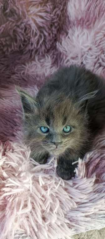 Кошки в Москве: Мейн-кун мальчик Мальчик, 45 000 руб. - фото 3