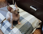 Кошки в Тутаеве: Канадский сфинкс Мальчик, Бесплатно - фото 3