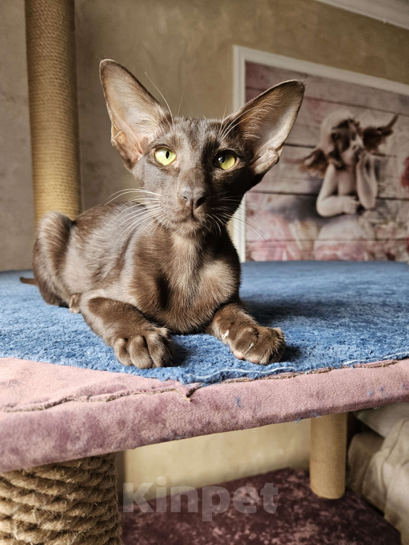 Кошки в Краснодаре: Ориентальные котята Мальчик, 25 000 руб. - фото 3