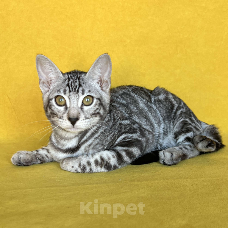 Кошки в Москве: Яркая девочка бенгальской породы Девочка, Бесплатно - фото 3