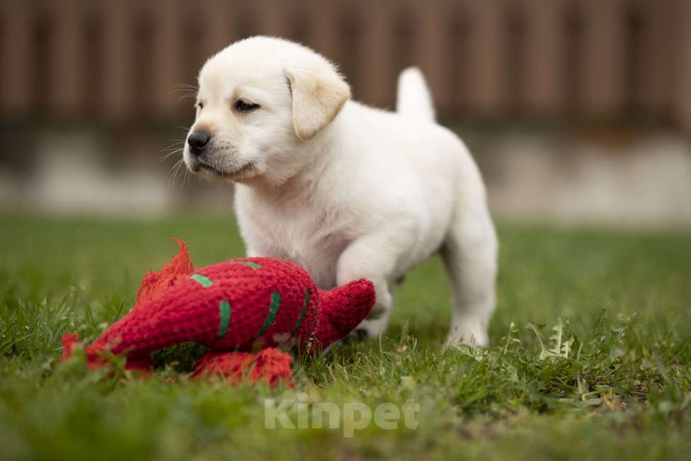 Собаки в Санкт-Петербурге: Породные Щенки  Лабрадора  Девочка, 90 000 руб. - фото 6