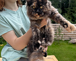 Кошки в других городах Ленинградской области: Котёнок мейн-кун Девочка, 30 000 руб. - фото 4