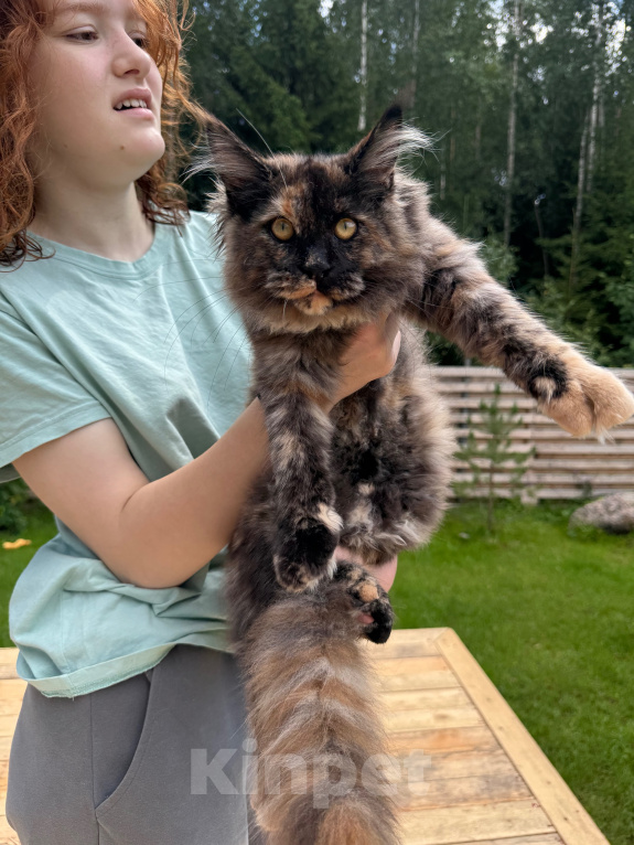 Кошки в других городах Ленинградской области: Котёнок мейн-кун Девочка, 30 000 руб. - фото 4