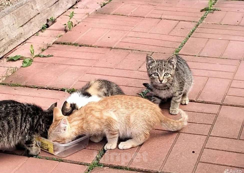 Кошки в Санкт-Петербурге: Мальчик шпротик Мальчик, Бесплатно - фото 4