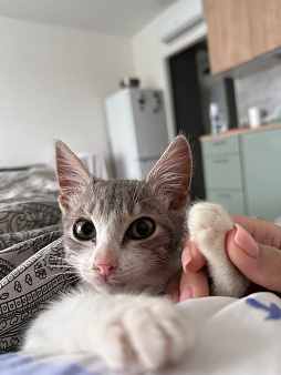 Отдам котенка в добрые руки бесплатно