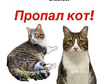 Кошки в других городах Московской области: 📌ПОТЕРЯЛСЯ КОТ📌 помогите найти за вознаграждение  Мальчик, 10 000 руб. - фото 1