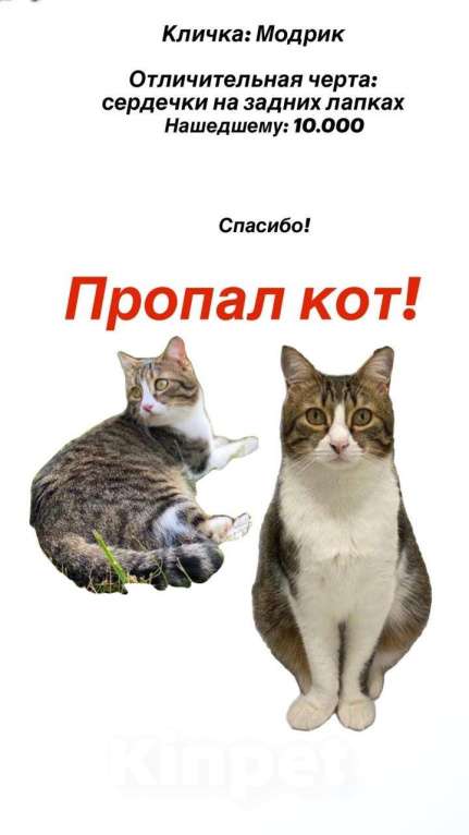Кошки в других городах Московской области: 📌ПОТЕРЯЛСЯ КОТ📌 помогите найти за вознаграждение  Мальчик, 10 000 руб. - фото 1