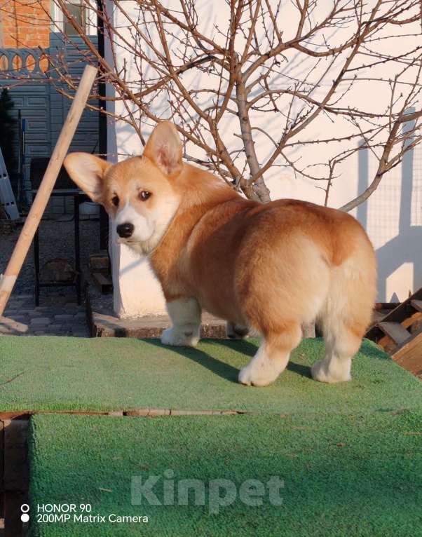 Собаки в Симферополе: Щенок корги Мальчик, 60 000 руб. - фото 2