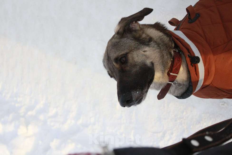 Собаки в Балашихе: Ласковая молодая собака в добрые руки. Москва и МО Девочка, Бесплатно - фото 5