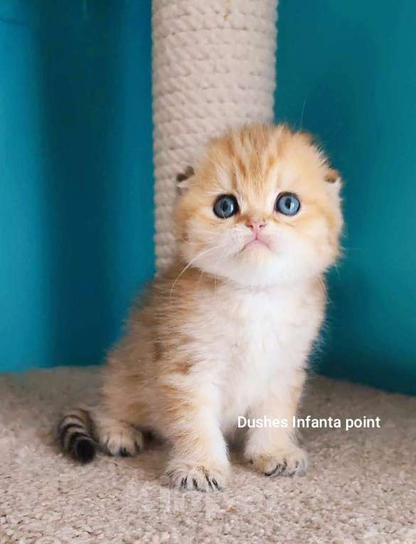 Кошки в Москве: Породистые золотые шотландцы Разнополые, 25 000 руб. - фото 4