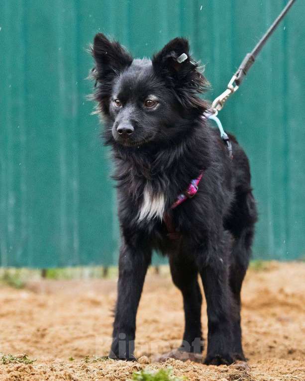 Собаки в других городах Московской области: Найт ищет семью Мальчик, Бесплатно - фото 5