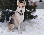 Собаки в Москве: Красивый пес Байкал ищет дом Мальчик, 10 руб. - фото 3