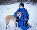 Собаки в Солнечногорске: Собака-мечта в поисках дома! Девочка, Бесплатно - фото 3