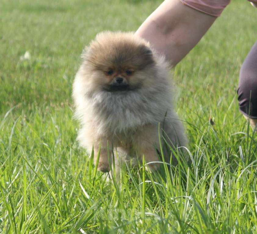 Собаки в Орле: Прекрасная девочка без недостатков  Девочка, 35 000 руб. - фото 5