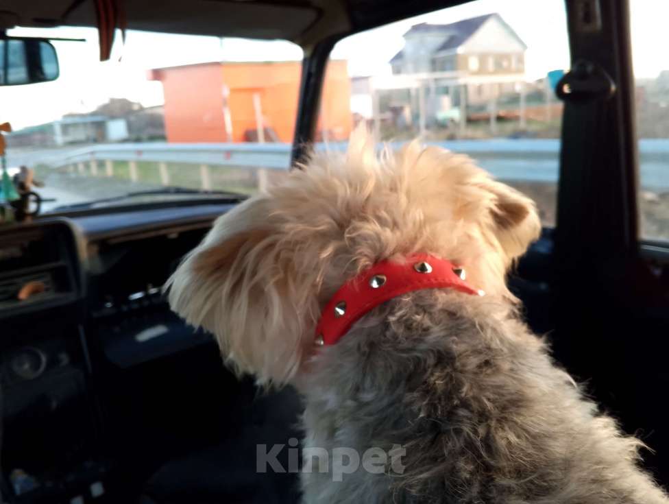 Собаки в Симферополе: Красивая собачка фенотип терьера Девочка, 1 000 руб. - фото 4