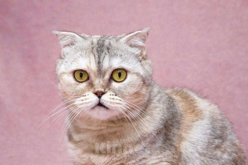 Кошки в Москве: Уютная плюшевая кошечка Эмма в добрые руки Девочка, Бесплатно - фото 6