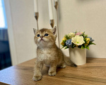Кошки в Челябинске: Котята Шотландская золотая шиншилла с документами Разнополые, 50 000 руб. - фото 6
