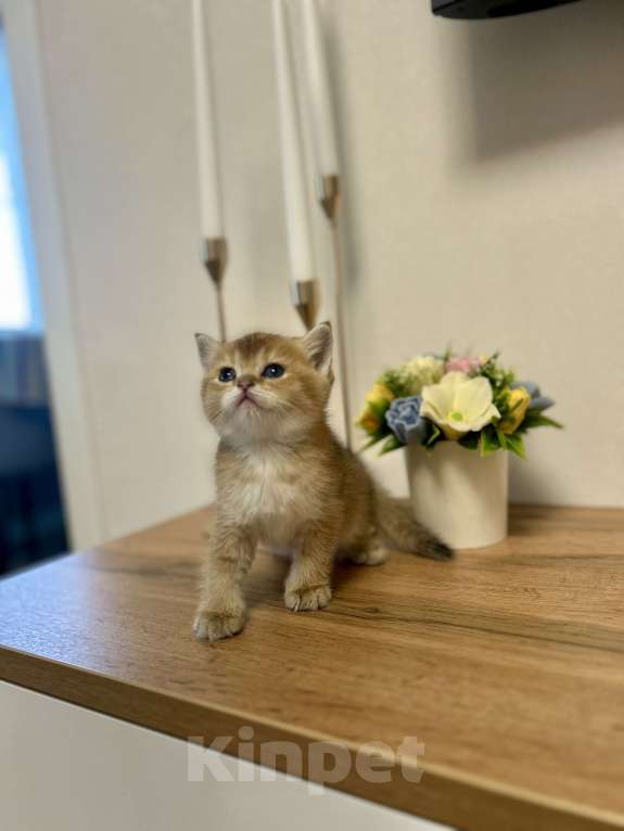 Кошки в Челябинске: Котята Шотландская золотая шиншилла с документами Разнополые, 50 000 руб. - фото 6