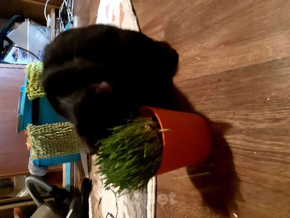 Кошки в Москве: В добрые руки Мальчик, Бесплатно - фото 4