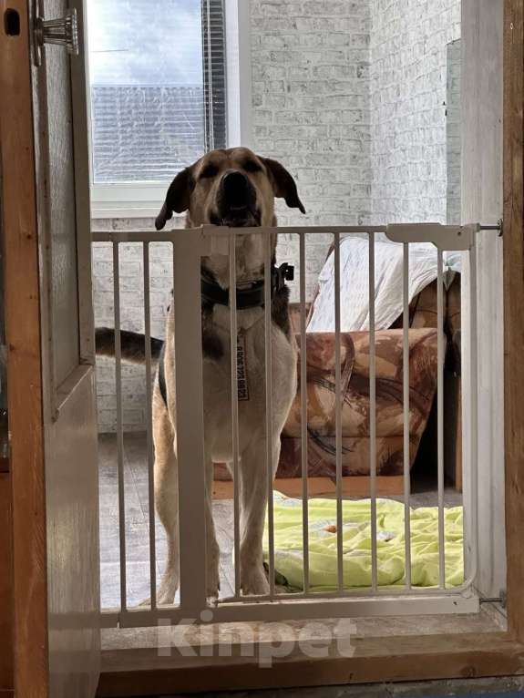 Собаки в Калуге: Крупная собака (лошадка) Хонда в добрые руки Девочка, Бесплатно - фото 9