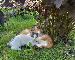 Кошки в Ногинске: Котята ищут дом Девочка, Бесплатно - фото 3