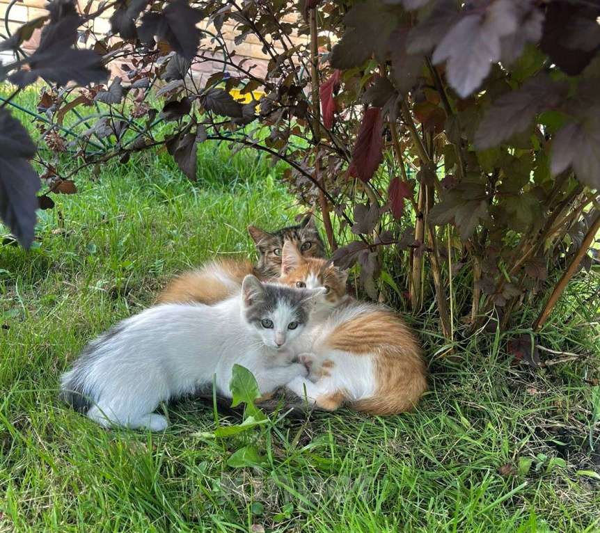 Кошки в Ногинске: Котята ищут дом Девочка, Бесплатно - фото 3