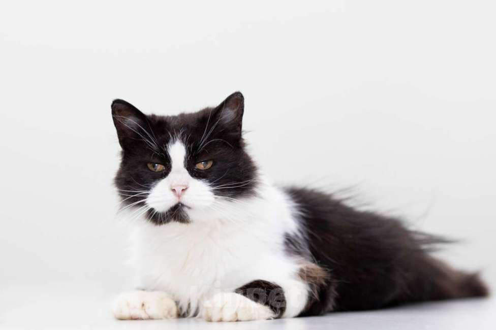 Кошки в Москве: кошка Буся в добрые руки Девочка, Бесплатно - фото 5