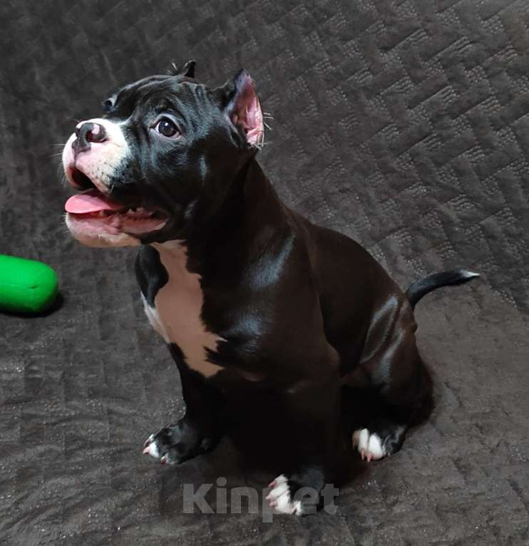 Собаки в Орске: Американский булли покет Разнополые, Бесплатно - фото 8