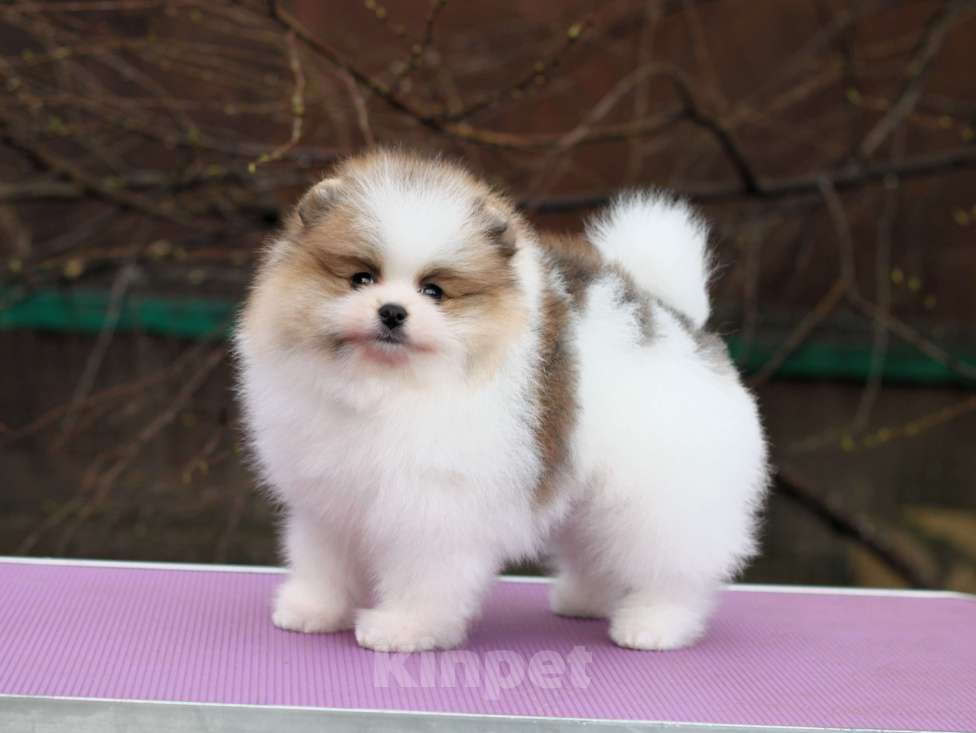 Собаки в Москве: Шикарная бело-рыжая девочка Девочка, 80 000 руб. - фото 4