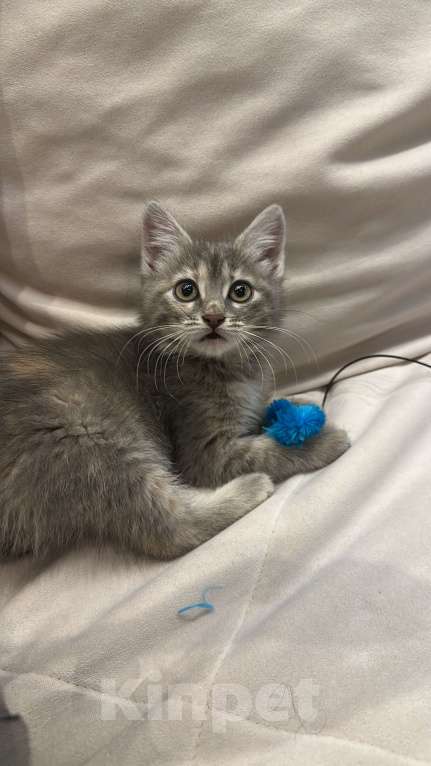 Кошки в Сочи: Отдам в добрые руки. Срочно! Девочка, Бесплатно - фото 2