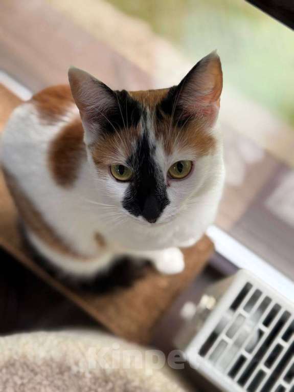 Кошки в Москве: Кошка-праздник  Девочка, Бесплатно - фото 5